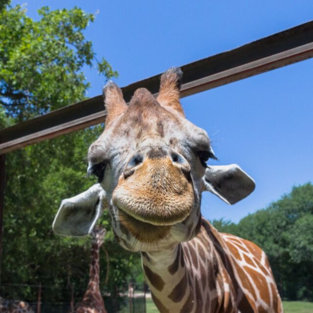 Friendly giraffe smiling for the camera at the Dickerson Park Zoo.